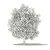 Common Fig Tree with Fruits 3D Model 6.6m (10520) - Image 8