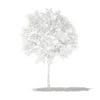 Grapefruit Tree 3D Model 1.3m (10521) - Image 2
