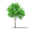 Grapefruit Tree 3D Model 1.3m (10521) - Image 3