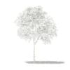 Grapefruit Tree 3D Model 1.3m (10521) - Image 4