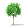 Grapefruit Tree 3D Model 1.3m (10521) - Image 5