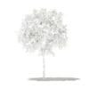 Grapefruit Tree 3D Model 1.3m (10521) - Image 6