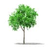 Grapefruit Tree 3D Model 1.3m (10521) - Image 7