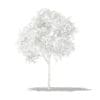 Grapefruit Tree 3D Model 1.3m (10521) - Image 8