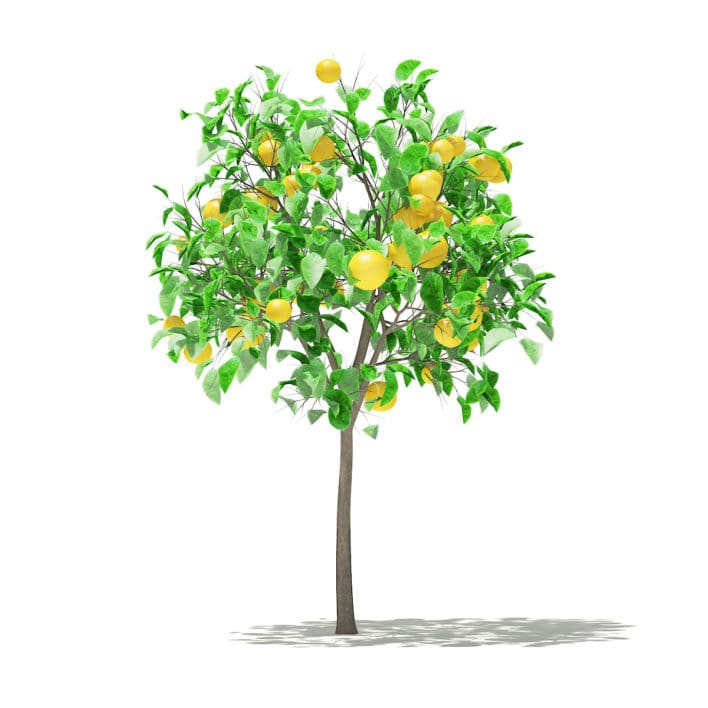 Grapefruit Tree with Fruits 3D Model 1.3m (10522)