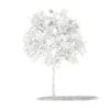Grapefruit Tree with Fruits 3D Model 1.3m (10522) - Image 2