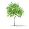 Grapefruit Tree with Fruits 3D Model 1.3m (10522) - Image 3