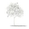 Grapefruit Tree with Fruits 3D Model 1.3m (10522) - Image 4
