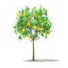 Grapefruit Tree with Fruits 3D Model 1.3m (10522) - Image 5