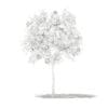 Grapefruit Tree with Fruits 3D Model 1.3m (10522) - Image 6
