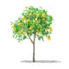 Grapefruit Tree with Fruits 3D Model 1.3m (10522) - Image 7