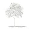 Grapefruit Tree with Fruits 3D Model 1.3m (10522) - Image 8