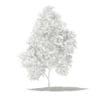 Grapefruit Tree 3D Model 2.2m (10523) - Image 2