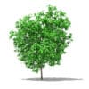 Grapefruit Tree 3D Model 2.2m (10523) - Image 3