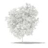 Grapefruit Tree 3D Model 2.2m (10523) - Image 4