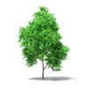 Grapefruit Tree 3D Model 2.2m (10523) - Image 5