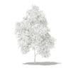 Grapefruit Tree 3D Model 2.2m (10523) - Image 6