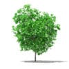 Grapefruit Tree 3D Model 2.2m (10523) - Image 7