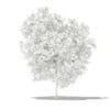 Grapefruit Tree 3D Model 2.2m (10523) - Image 8