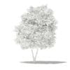 Grapefruit Tree 3D Model 2.7m (10525) - Image 2