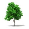 Grapefruit Tree 3D Model 2.7m (10525) - Image 3