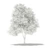 Grapefruit Tree 3D Model 2.7m (10525) - Image 4