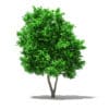 Grapefruit Tree 3D Model 2.7m (10525) - Image 5