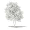 Grapefruit Tree 3D Model 2.7m (10525) - Image 6