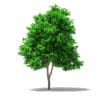 Grapefruit Tree 3D Model 2.7m (10525) - Image 7