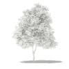 Grapefruit Tree 3D Model 2.7m (10525) - Image 8