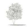 Grapefruit Tree with Fruits 3D Model 2.7m (10526) - Image 2