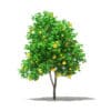 Grapefruit Tree with Fruits 3D Model 2.7m (10526) - Image 3