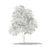Grapefruit Tree with Fruits 3D Model 2.7m (10526) - Image 4