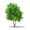 Grapefruit Tree with Fruits 3D Model 2.7m (10526) - Image 5