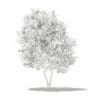Grapefruit Tree with Fruits 3D Model 2.7m (10526) - Image 6