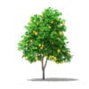 Grapefruit Tree with Fruits 3D Model 2.7m (10526) - Image 7