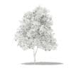 Grapefruit Tree with Fruits 3D Model 2.7m (10526) - Image 8