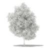 Grapefruit Tree 3D Model 5.6m (10529) - Image 2