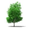 Grapefruit Tree 3D Model 5.6m (10529) - Image 3