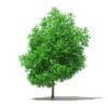 Grapefruit Tree 3D Model 5.6m (10529) - Image 5