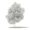 Grapefruit Tree 3D Model 5.6m (10529) - Image 6
