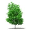 Grapefruit Tree 3D Model 5.6m (10529) - Image 7
