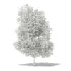 Grapefruit Tree 3D Model 5.6m (10529) - Image 8