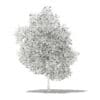 Grapefruit Tree with Fruits 3D Model 5.6m (10530) - Image 2