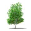 Grapefruit Tree with Fruits 3D Model 5.6m (10530) - Image 3