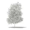 Grapefruit Tree with Fruits 3D Model 5.6m (10530) - Image 4