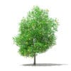 Grapefruit Tree with Fruits 3D Model 5.6m (10530) - Image 5