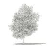 Grapefruit Tree with Fruits 3D Model 5.6m (10530) - Image 6
