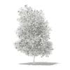 Grapefruit Tree with Fruits 3D Model 5.6m (10530) - Image 8