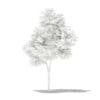 Olive Tree 3D Model 1.8m (10532) - Image 2